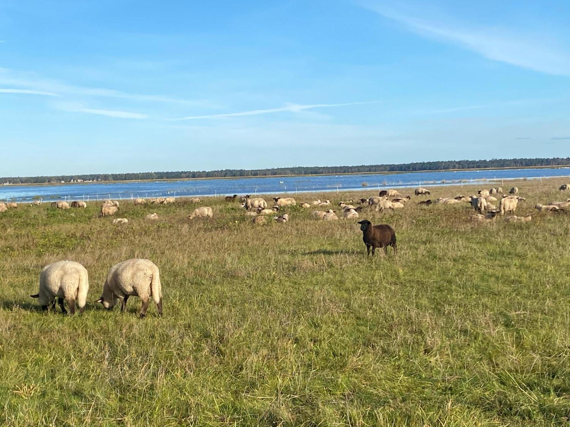Villa Urlaub Unterm Reetdach Auf Dem Darss Fuhlendorf  Esterno foto